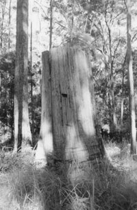Boardholse in an old stump