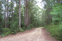 Coopernook Forest drive